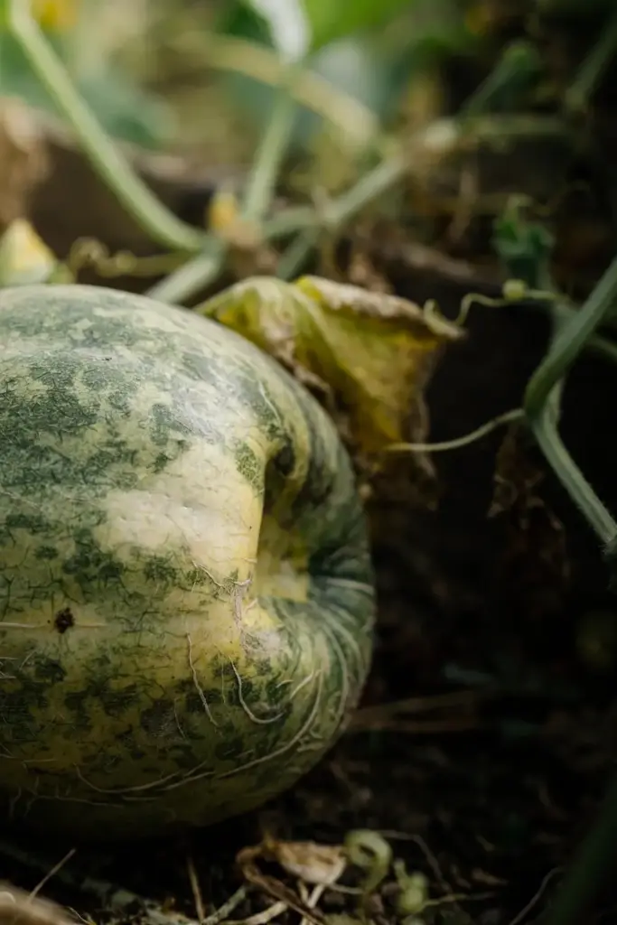 Mottled cantaloupe fruit with patchy unnetted rind.