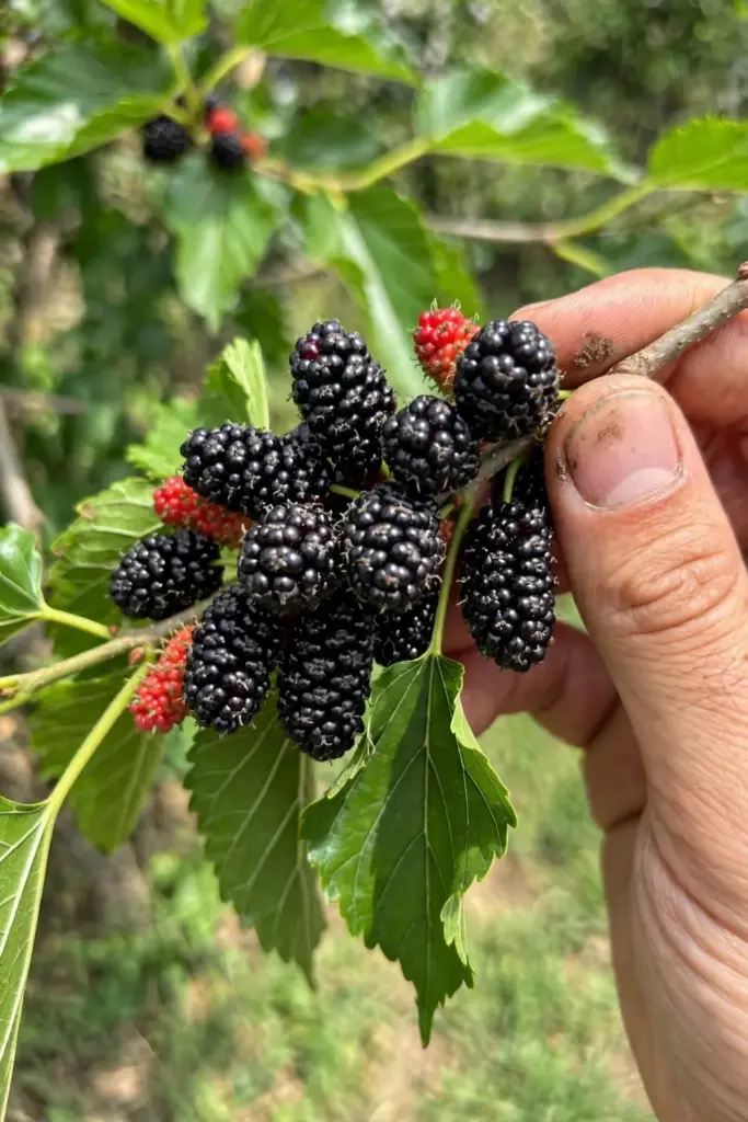 Hand holding a branch of ripe dark mulberries on a young cutting-grown tree