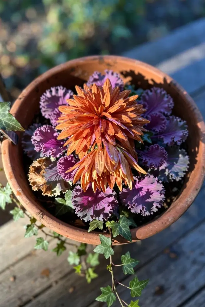 Classic fall planter: rust mum center, purple kale ring, ivy spilling