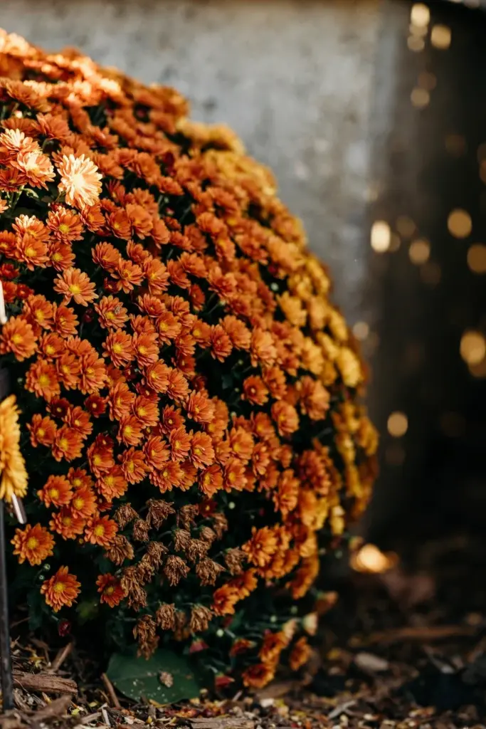 Solid wall of garden mums in rust and gold against a foundation