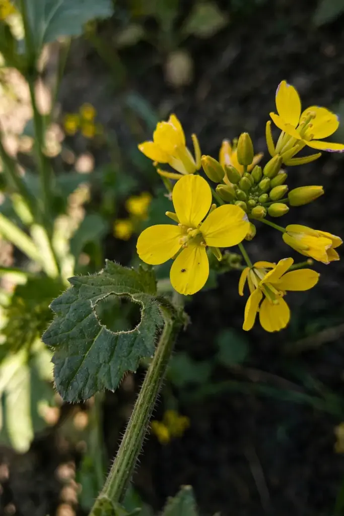 Yellow mustard flowers and rough leaf, macro with pollinator-free detail