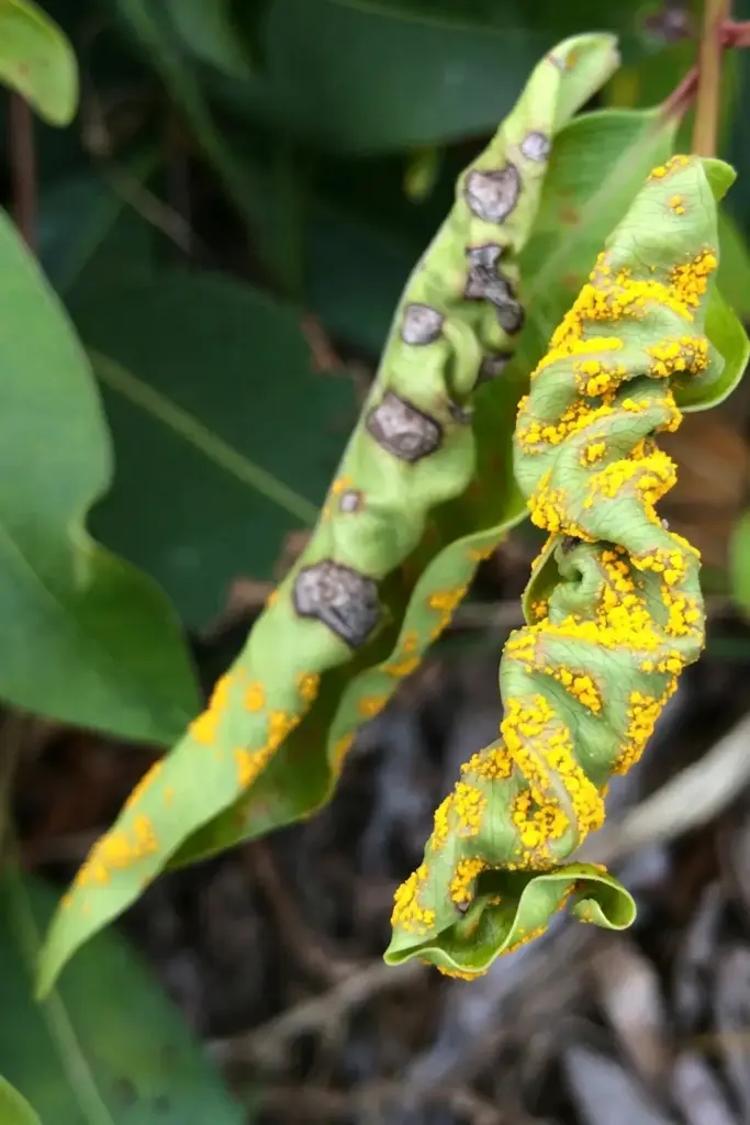 Yellow powdery myrtle rust pustules on young lilly pilly leaves