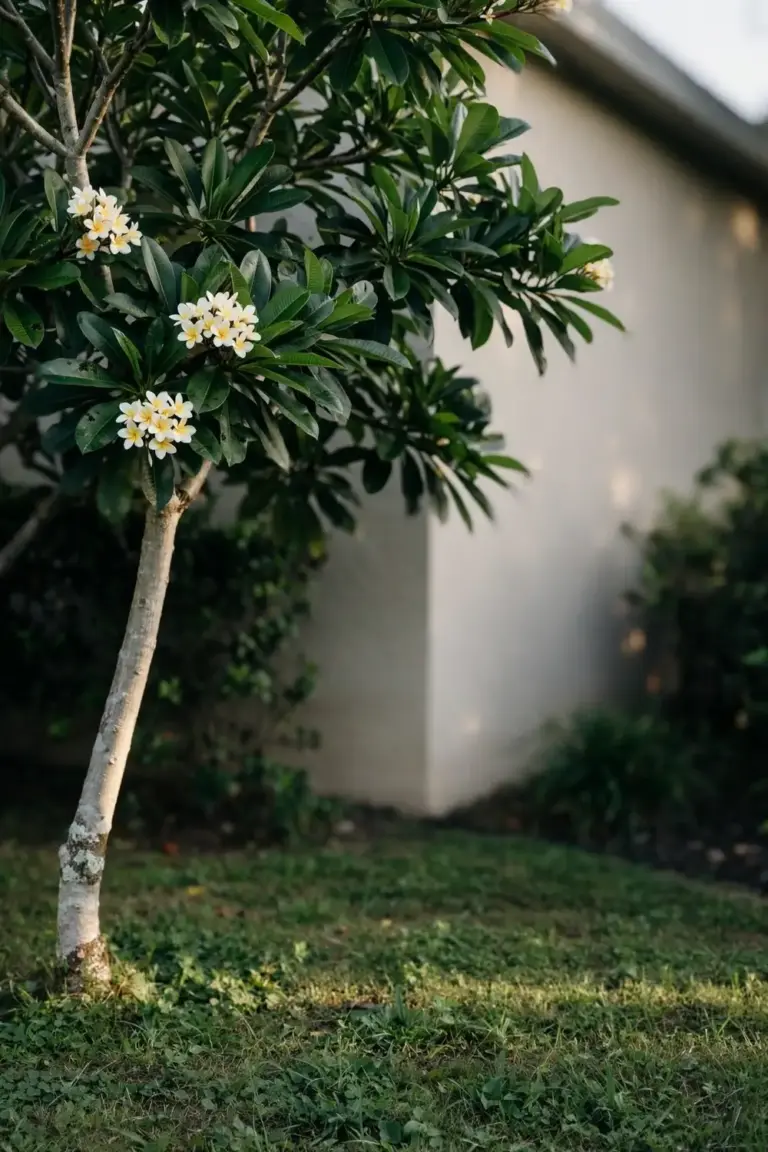 Native frangipani tree with cream flower clusters at the branch tips