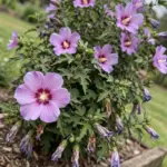 Native hibiscus shrub in full flower in an Australian garden bed
