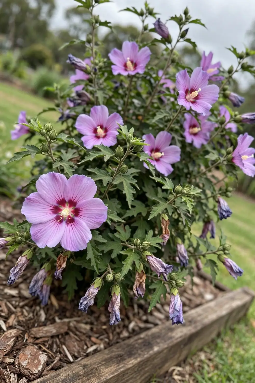 Native hibiscus shrub in full flower in an Australian garden bed