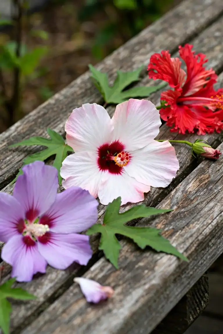 Three hibiscus blooms side by side showing lilac, white-pink and red flowers
