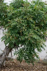 Mature neem tree with a broad evergreen canopy of pinnate leaves