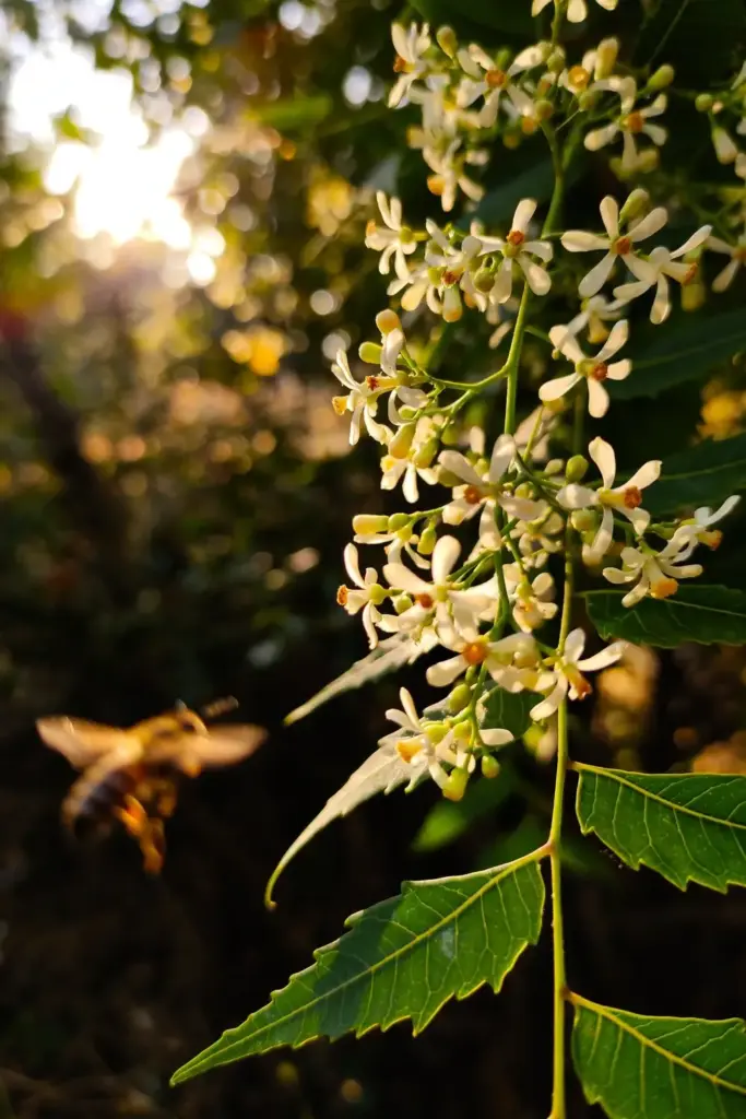 Close view of tiny white neem flowers with orange-yellow centers