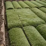 Freshly laid Kikuyu turf rolls in neat rows on a bare soil bed
