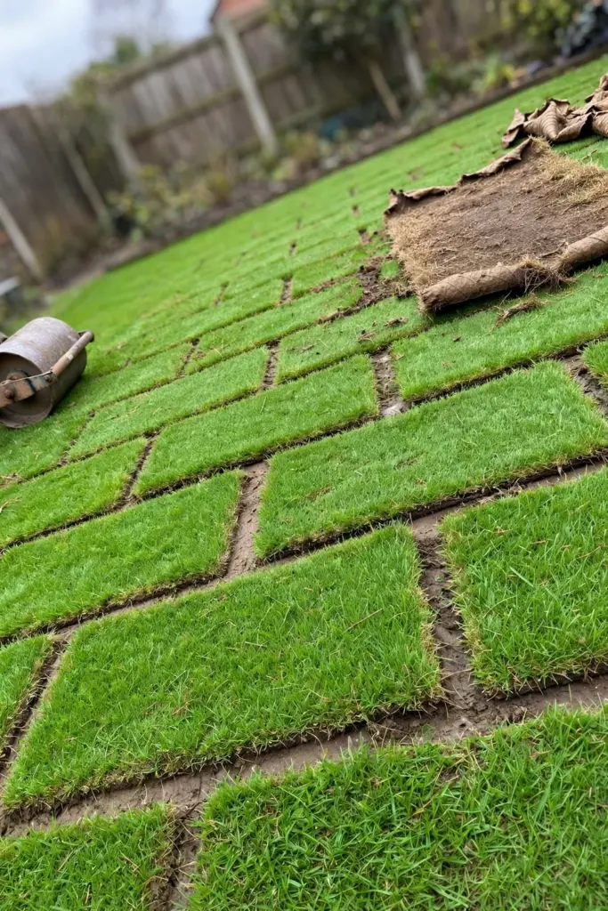 New turf slabs with one brown slab among green slabs on bare soil