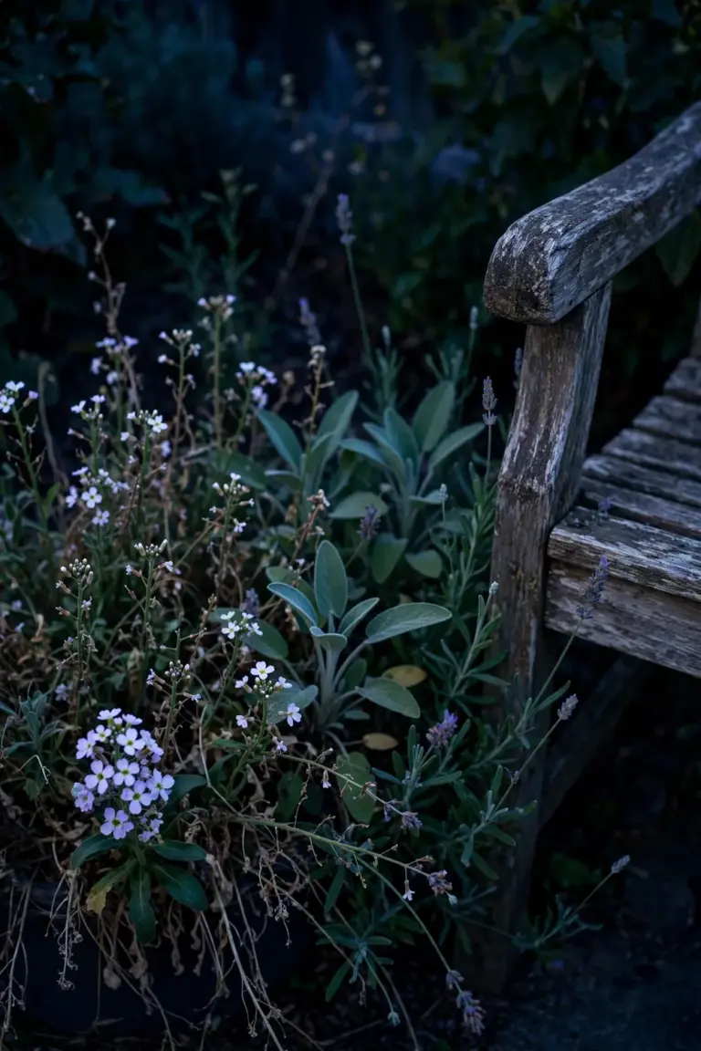 Night-scented stock with small lilac flowers open at dusk beside a garden bench