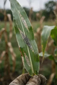 Corn leaf with long cigar-shaped northern corn leaf blight lesions held in a worn garden mitt