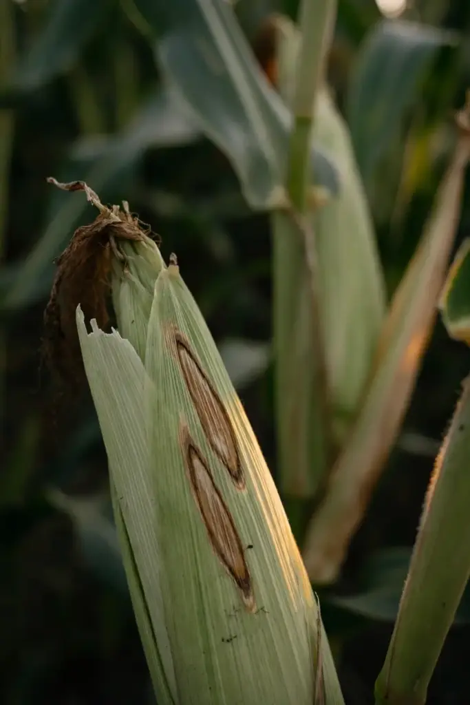 Sweet corn ear with tan blight lesions on its outer husk leaves.