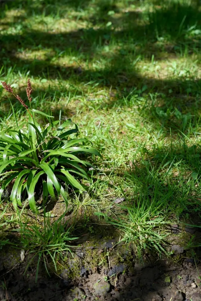 Nutgrass clump with glossy leaves and reddish-brown seed heads on triangular stems