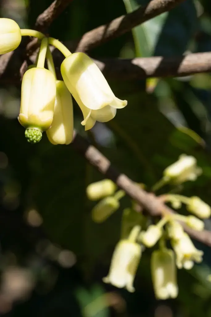 Pale yellow nutmeg flowers, female cluster with tiny developing fruit