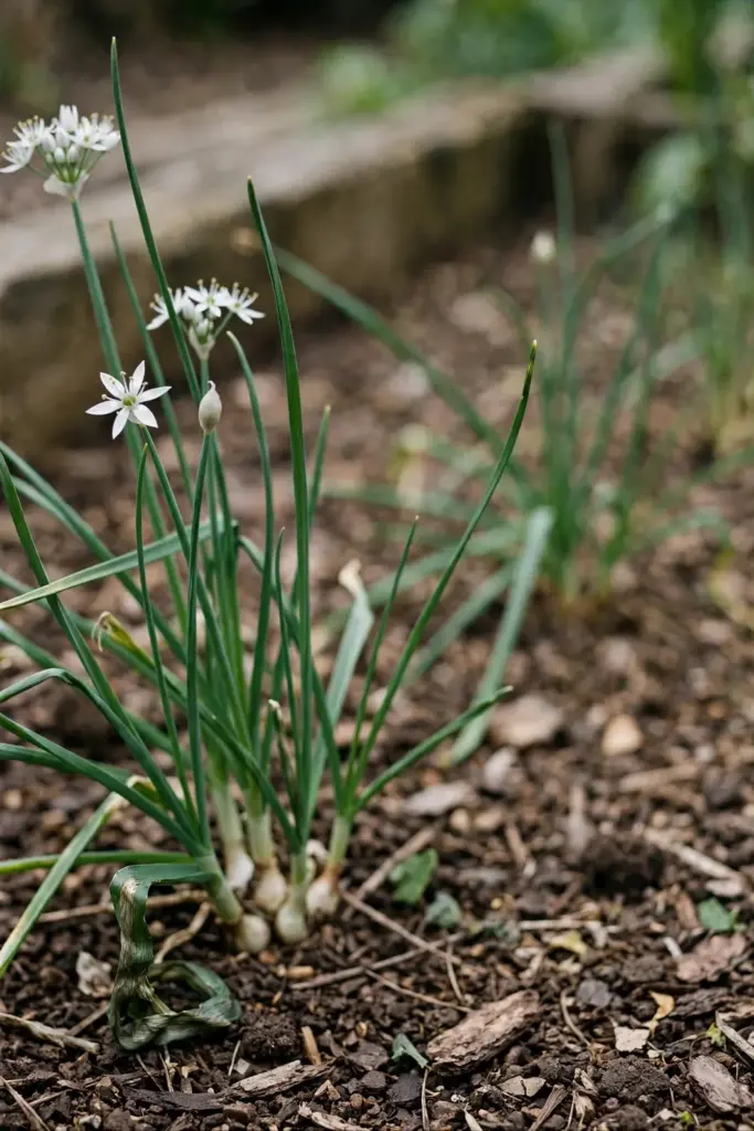 Onion weed strap leaves with white star flowers in a garden bed