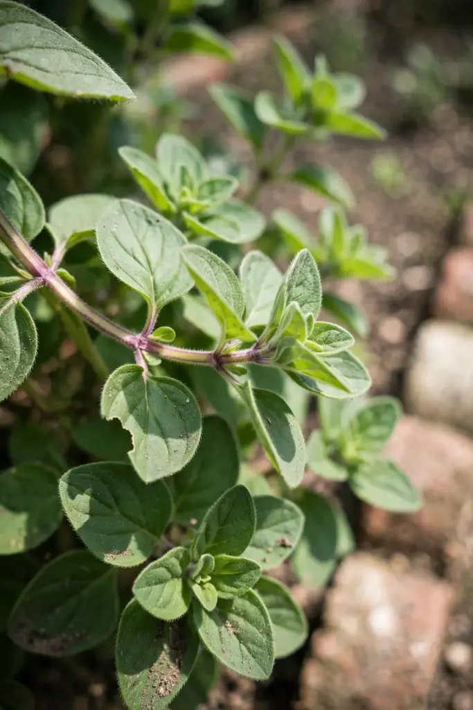 Oregano leaves with soft hairs and a purple-tinged stem