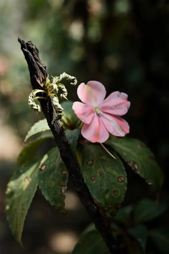 Blackened growing tip of an impatiens with small twisted new leaves.