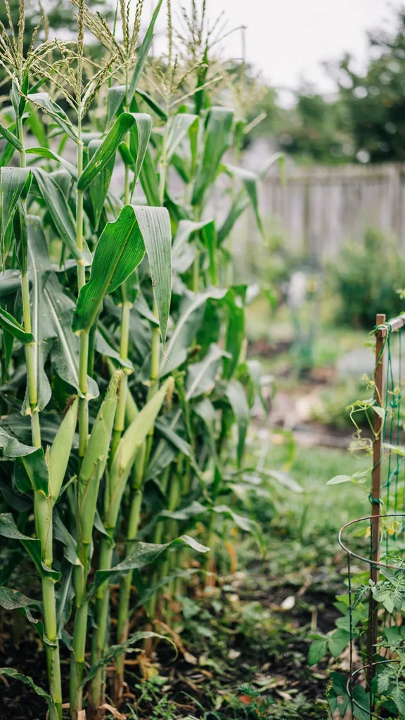 Rows of tall ornamental corn growing in a sunny garden in late summer