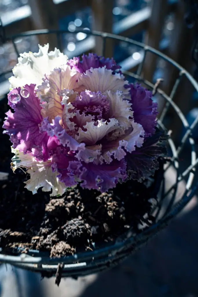 Ornamental kale thriller planted at the center of a fall basket