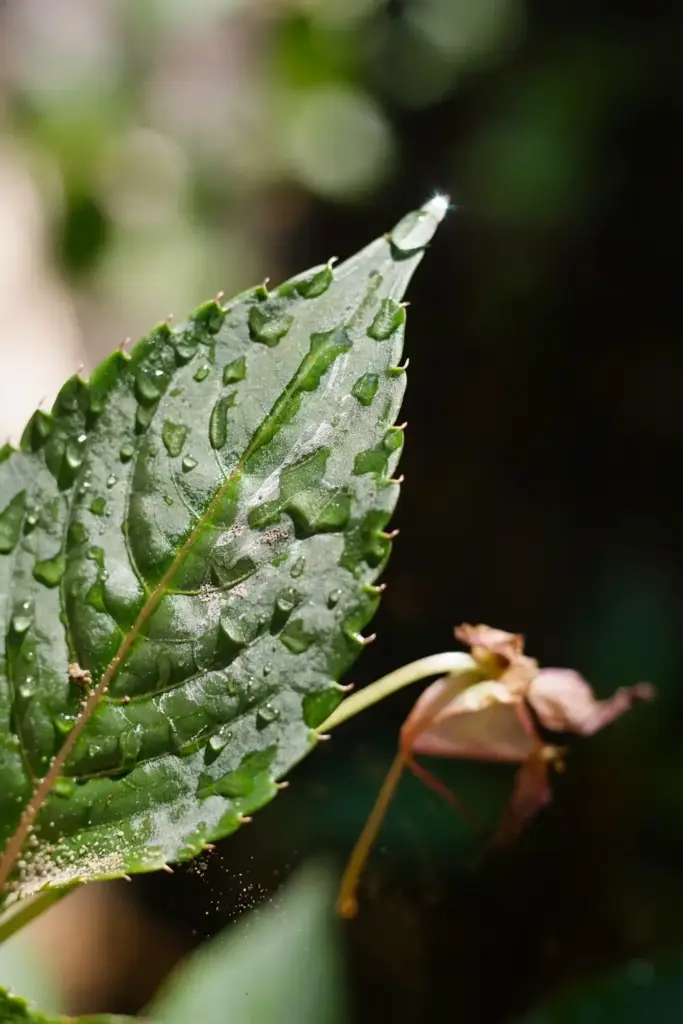 Water droplets on an impatiens leaf after washing off thrips.