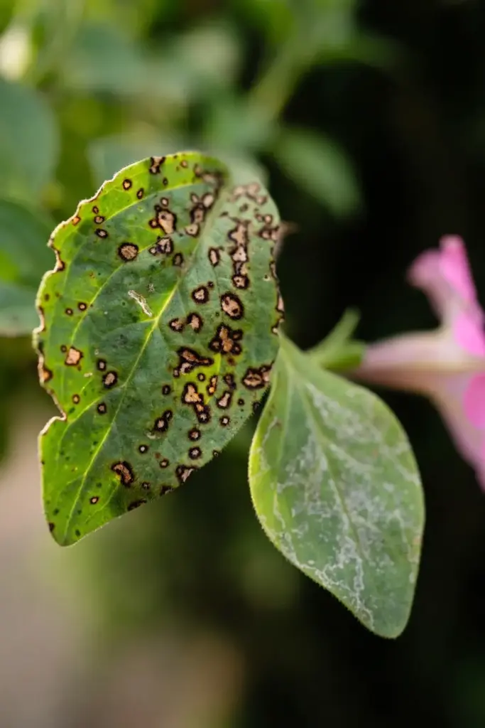 Petunia leaf with small brown spots from virus-carrying thrips feeding.
