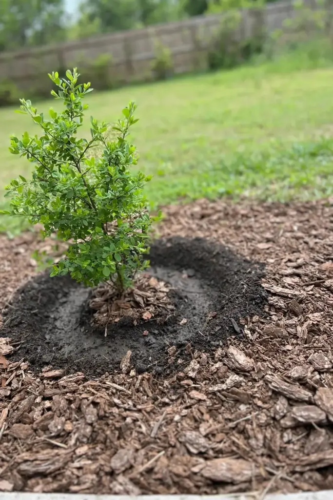Single local native plant settled into a sunny mulched garden bed