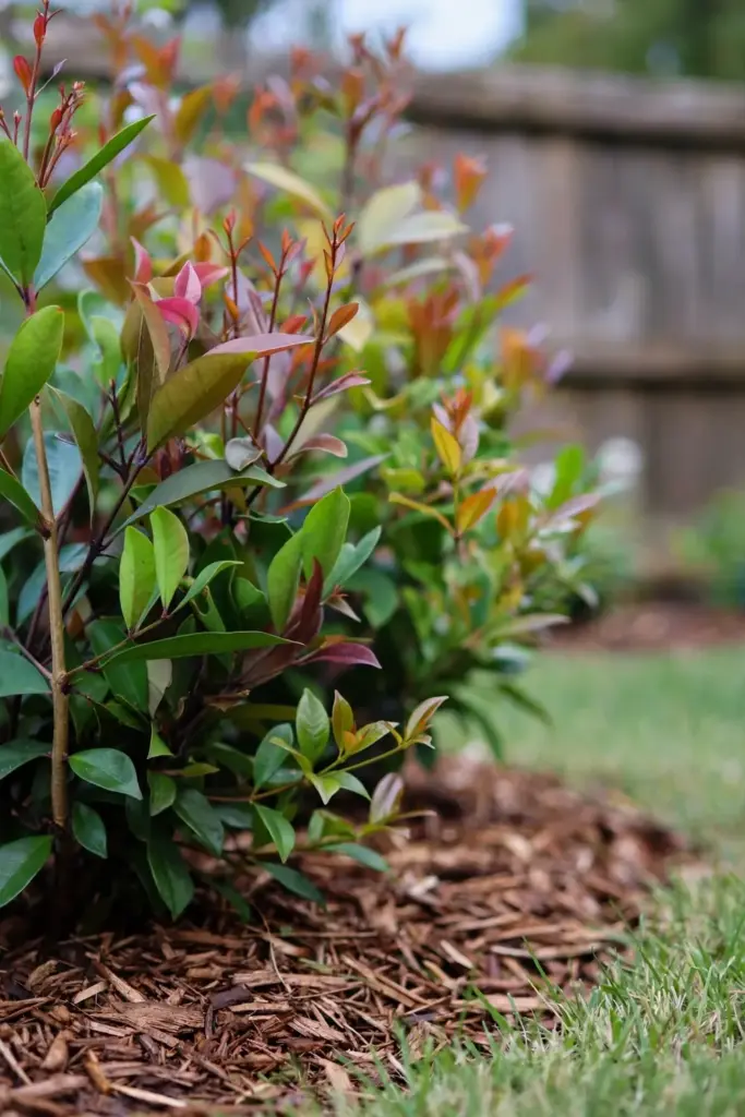 Healthy green lilly pilly flush after treatment in a home garden