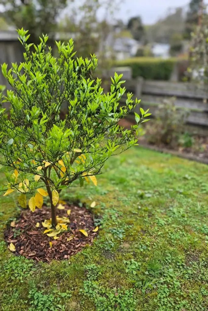Citrus tree with green new flush after treatment in a home garden