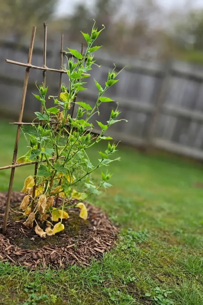 Cucumber vine with green new growth after the cause was fixed