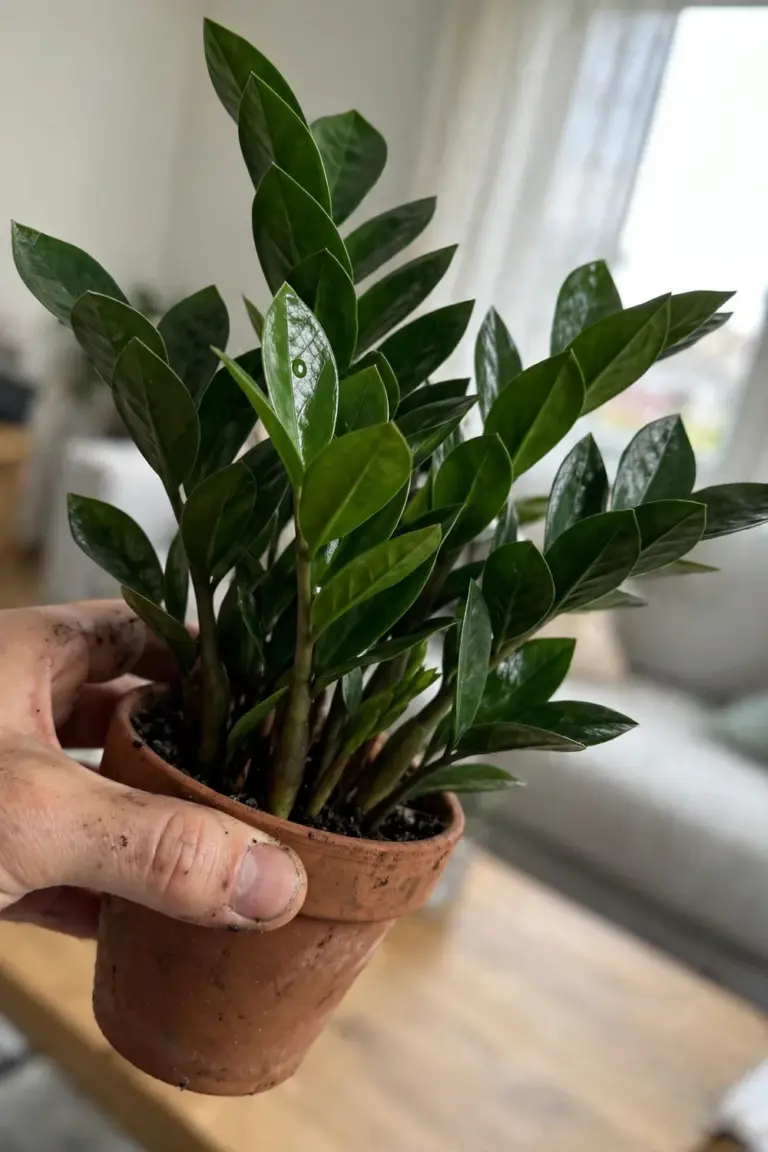 Hand holding a small potted ZZ plant with dense glossy upright green stems in a bright room