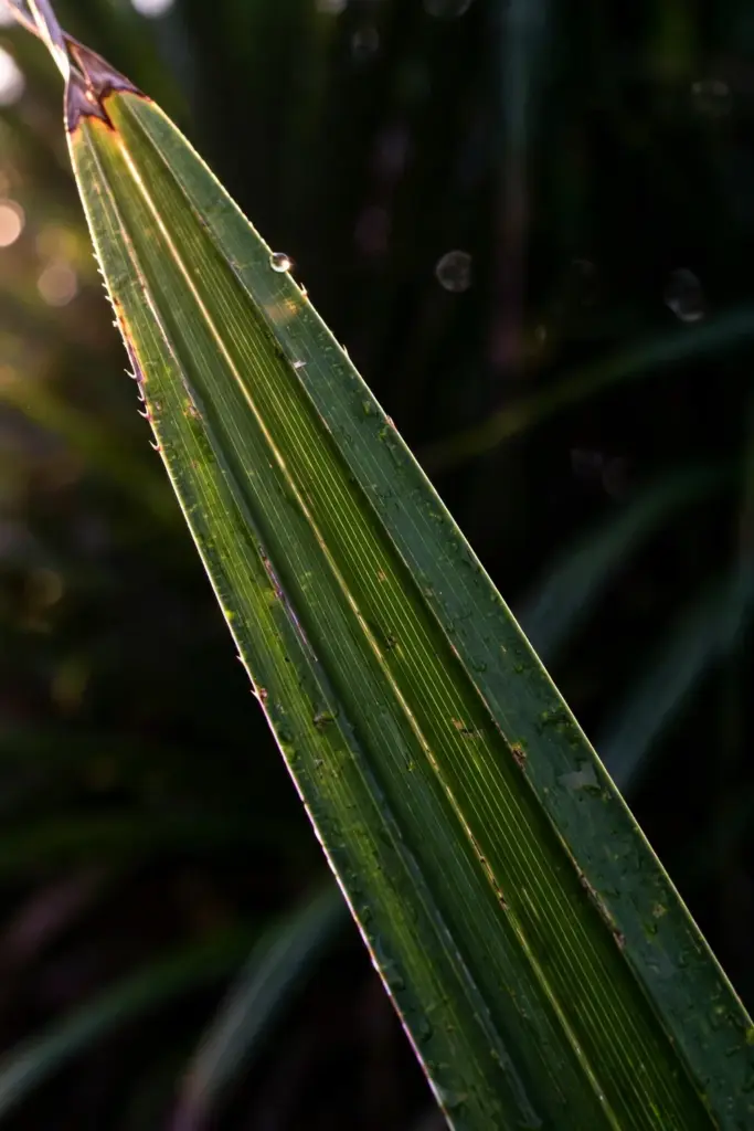 Backlit pandan leaf showing veins, keeled underside and tiny tip prickles