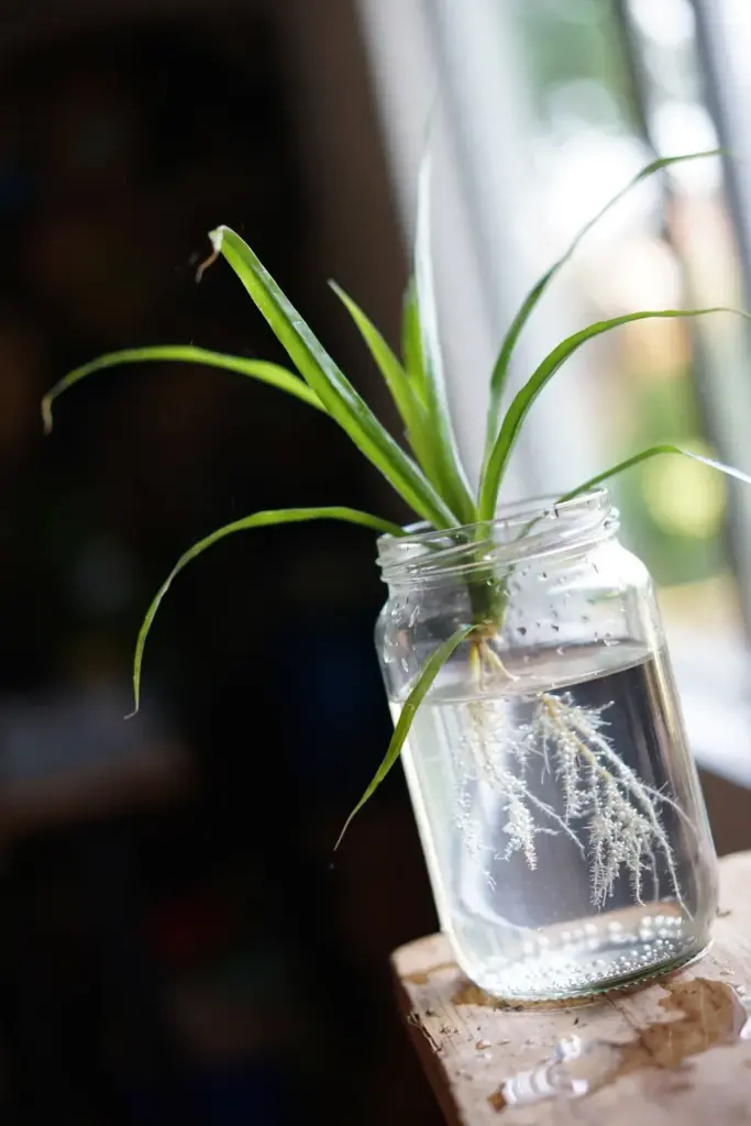 Pandan sucker rooting in a jar of water with new white roots