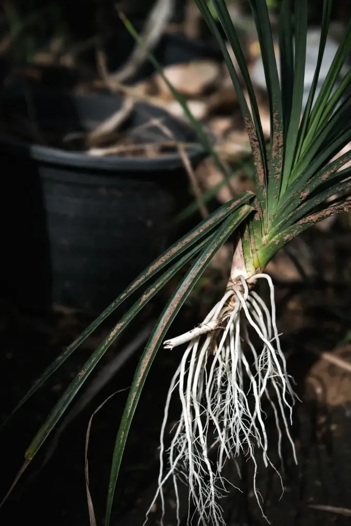 Fresh pandan sucker with white aerial roots on a potting bench