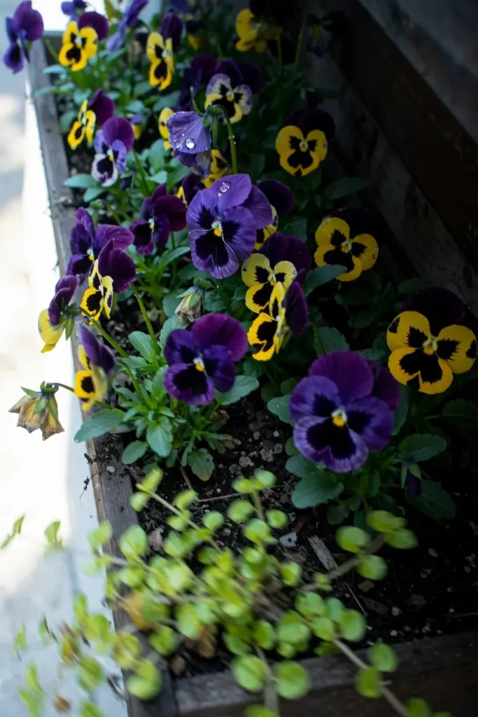 Purple and yellow pansies with lime-green creeping jenny trailing