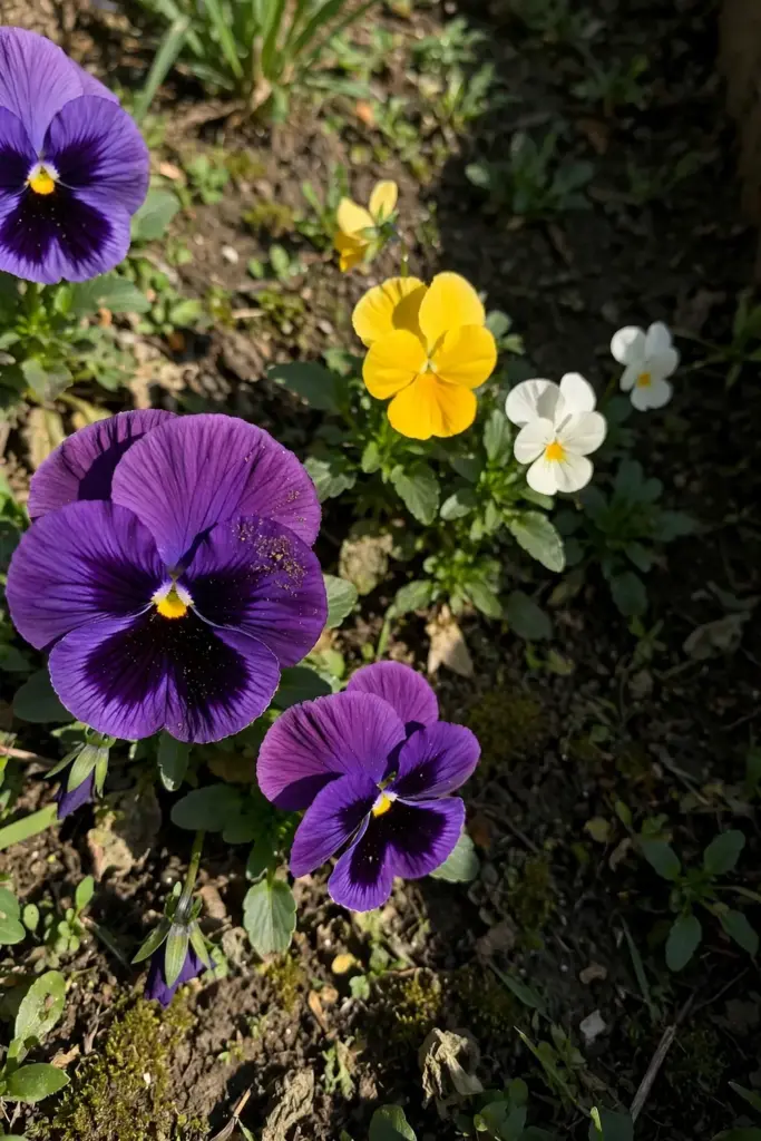 Pansy series blooms in purple gold and white side by side