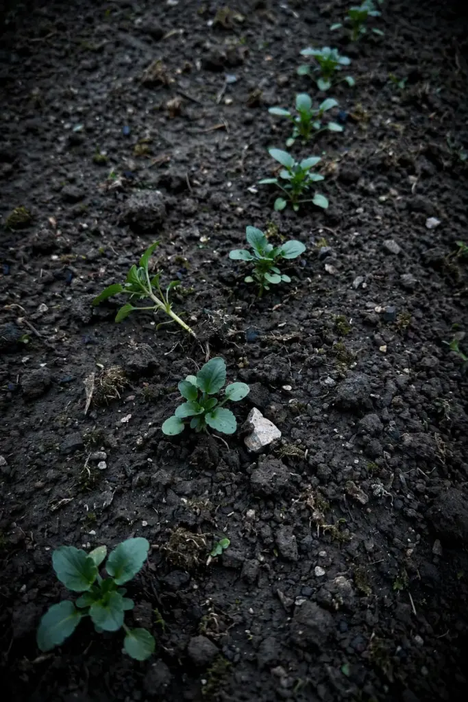 Freshly planted pansy transplants in dark soil rows