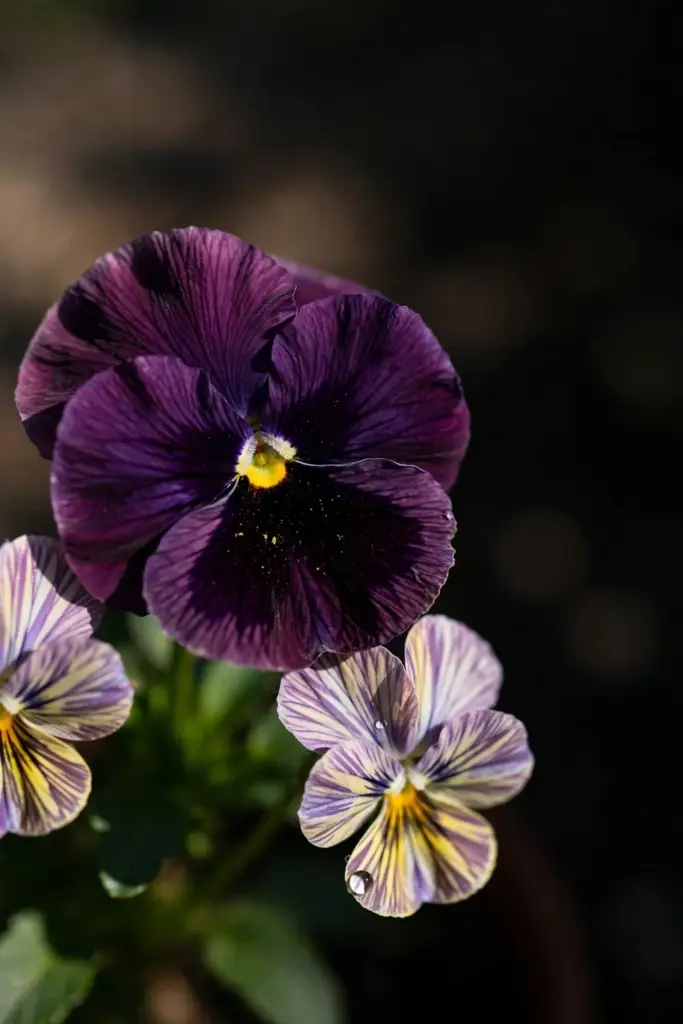 Large pansy face beside smaller viola blooms in macro