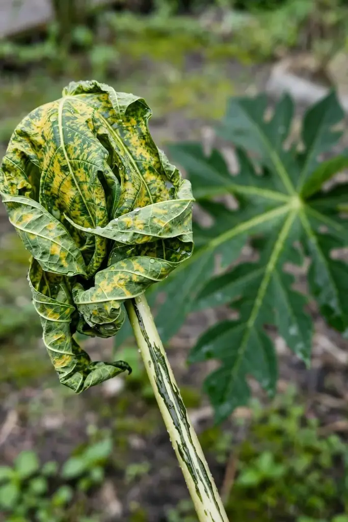 Papaya leaf with mottled yellow and green ringspot symptoms and a puckered blade