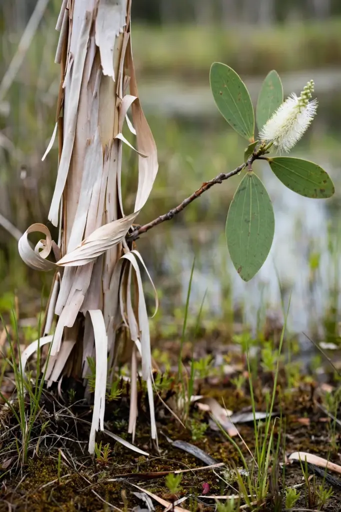 Broad-Leaved Paperbark trunk with white papery bark sheets peeling