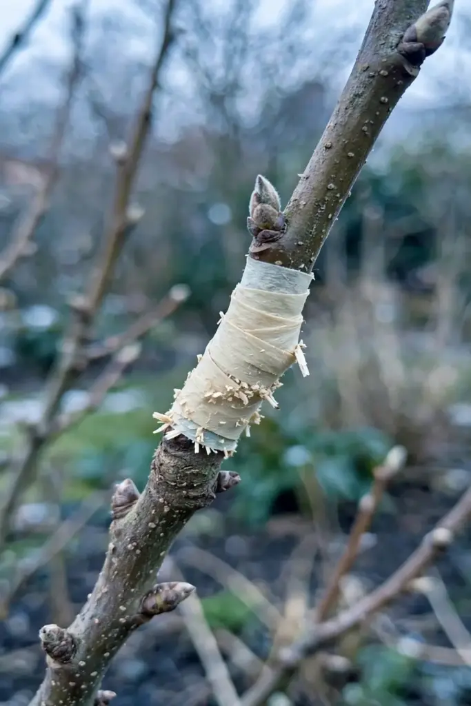 Close-up of a graft union wrapped in grafting tape on a young pear stem.