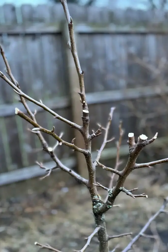 Young pear tree in winter showing its pruned central-leader branch structure.