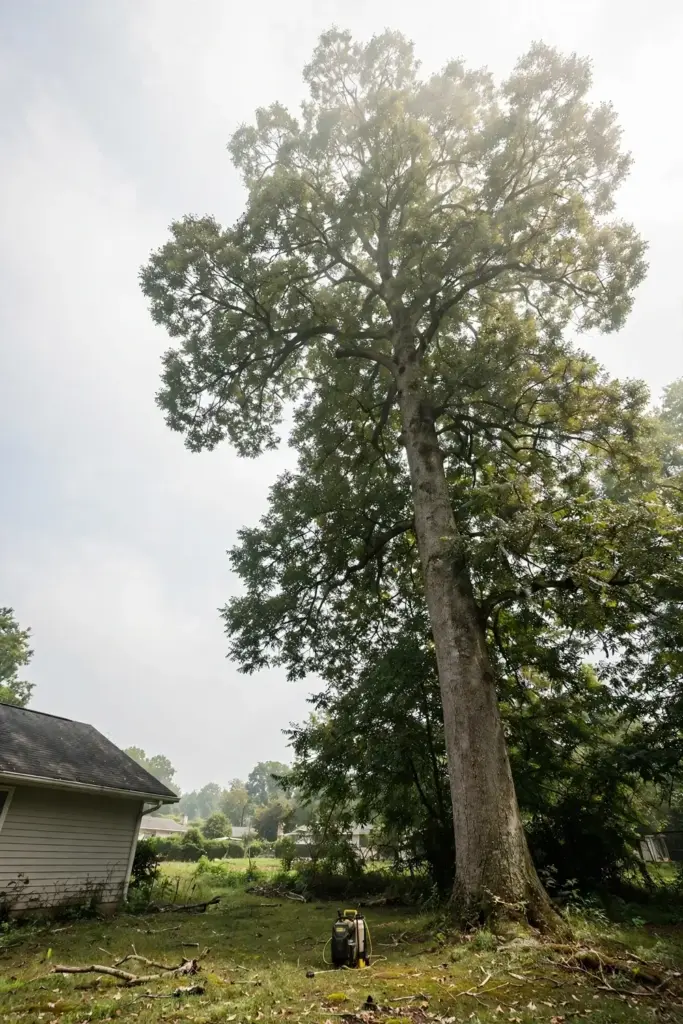 Towering mature pecan tree over a house roof showing why full spray coverage fails.