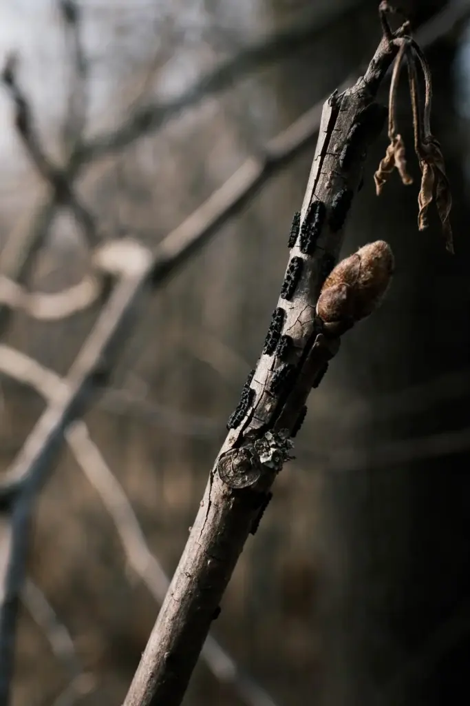 Dormant pecan twig with black crusty overwintering scab lesions and old leaf scars.