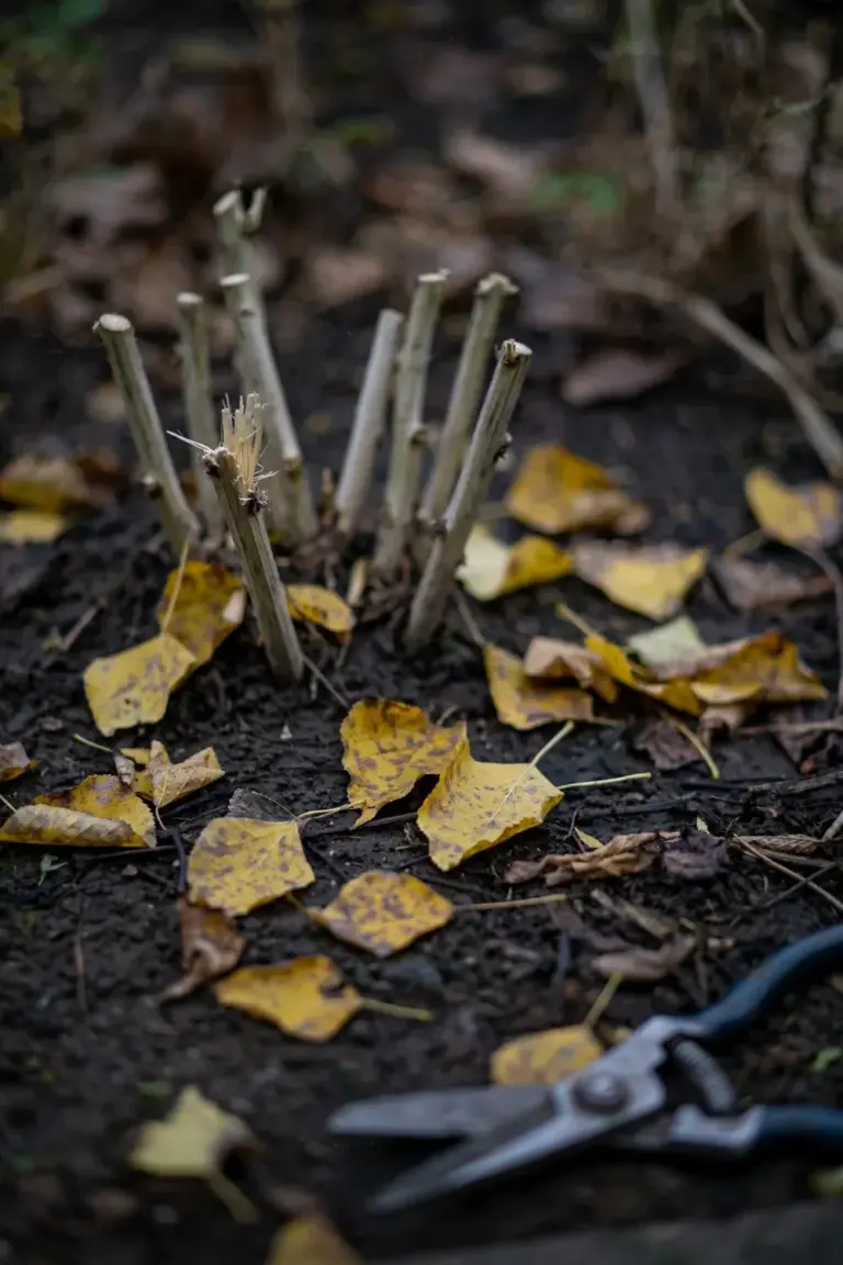 Cut peony stems as short stubble in an autumn bed with fallen leaves