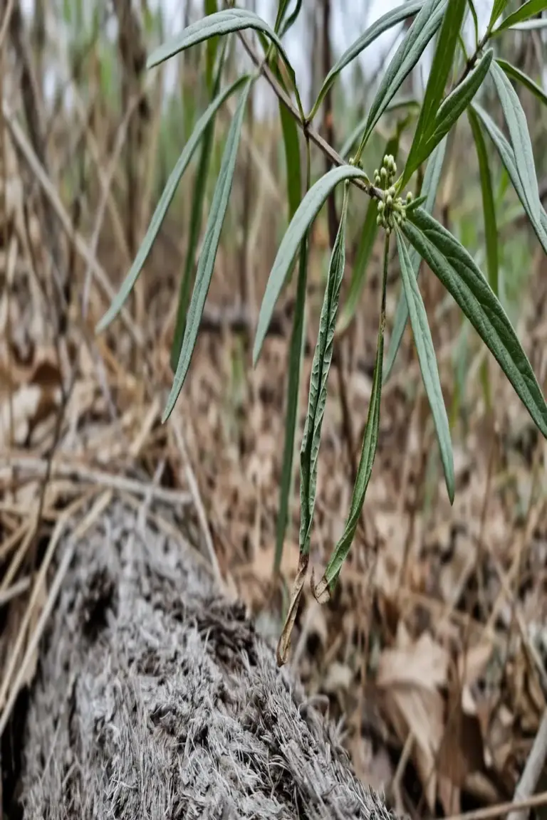 Peppermint lance leaves on a branch above rough trunk bark