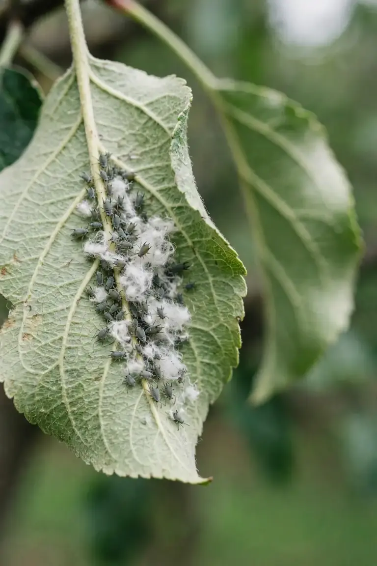 Apple leaf underside with a woolly aphid colony in white wax
