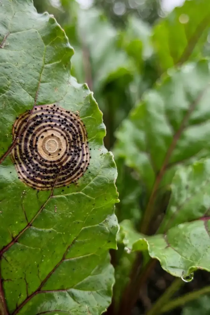 Extreme macro of tan beet leaf lesion with dark concentric rings and black dots