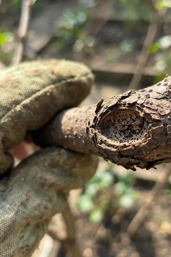 Worn garden mitt holding a branch with a sunken Phomopsis canker and black spore dots