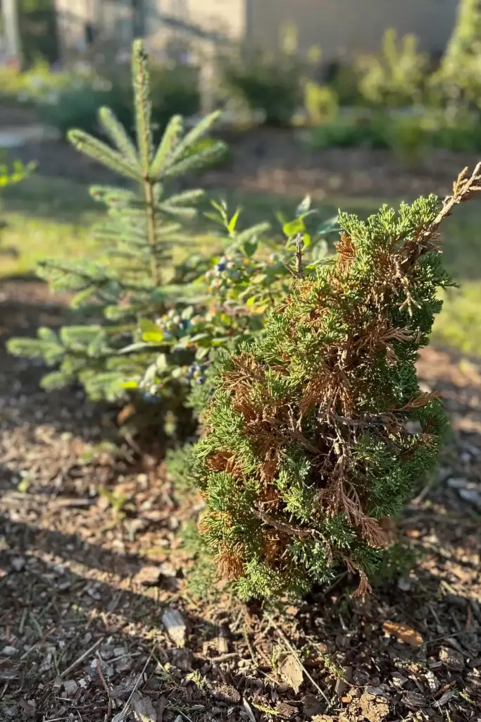 Juniper shrub with brown dieback patches from Phomopsis canker in a home landscape